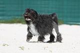 PETIT CHIEN LION 182
